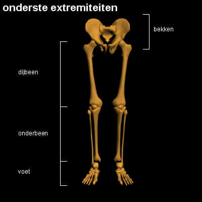 Onderste Extremiteiten Skelet Menselijk Lichaam