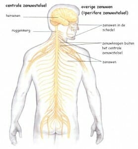 Zenuwstelsel Lees Hier Alles Over Ons Zenuwstelsel