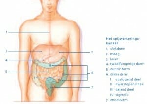 Spijsverteringskanaal Spijsvertering Menselijk Lichaam