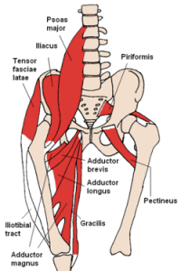 Adductor brevis