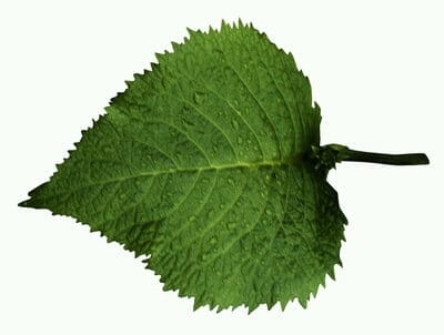 Berkenblad