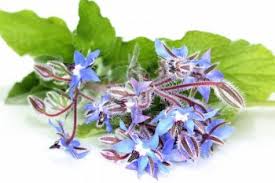 Borage-olie