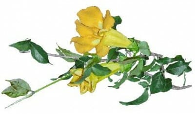 Cat’s Claw