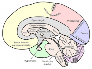 Corpus callosum 2