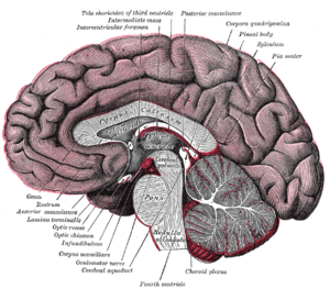 Corpus callosum