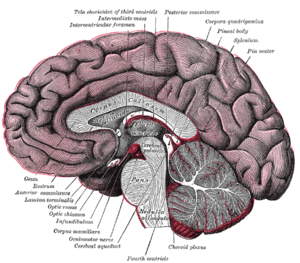 Corpus callosum