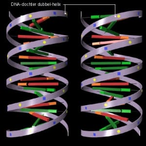 dna dna