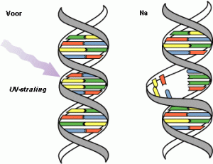 DNA mutaties