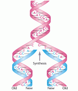 DNA replicatie