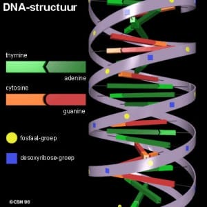 dna dna
