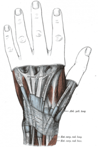 Extensor digiti minimi