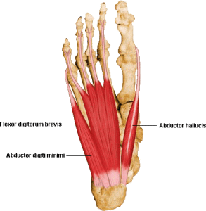 Extensor digitorum manus