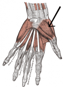 Extensor pollicis brevis