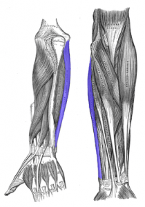 Flexor carpi ulnaris