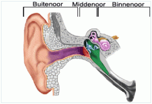 Gehoororgaan