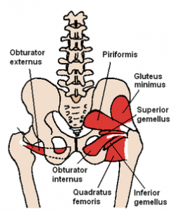 Gemellus inferior