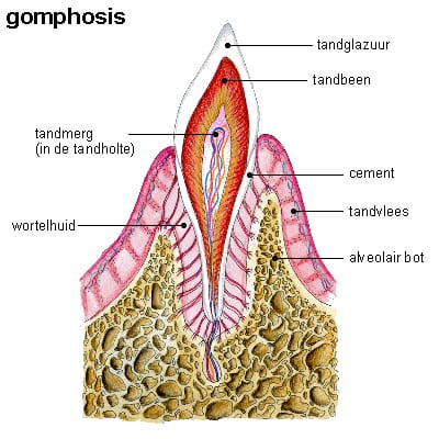 Gomphosis