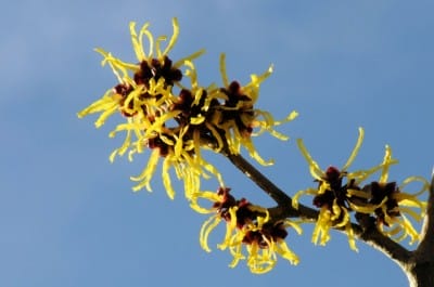 Hamamelis
