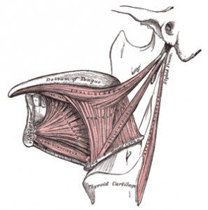 Hyoglossus