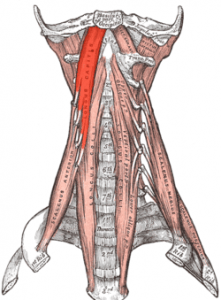 Interspinalis cervicis