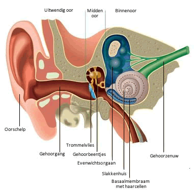 Inwendig oor