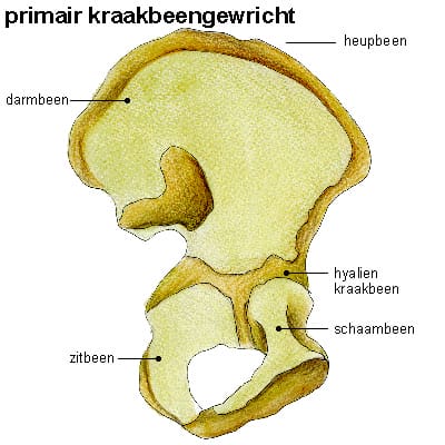 Kraakbeenverbinding