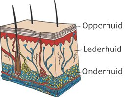 Lederhuid