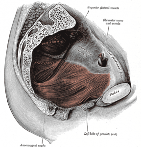 Levator ani-coccygeus