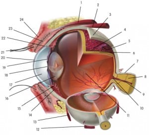 Levator palpebrae superioris