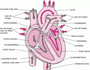 Lichaamscirculatie  