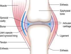 Ligament