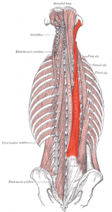 Longissimus thoracis