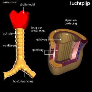 Luchtpijp