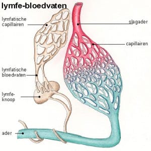 Lymfevaten