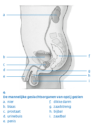 Mannelijke urinebuis Mannelijke urinebuis