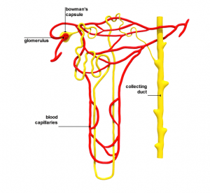 Nephron