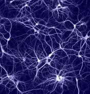 Neuronen