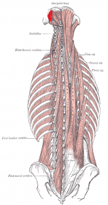 Obliquus inferior