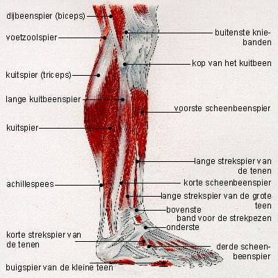 Onderbeen zijkant Onderbeen zijkant
