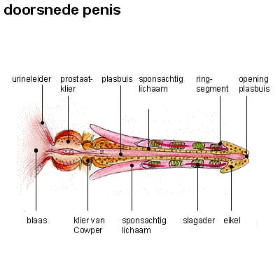 Penisdoorsnede Penisdoorsnede