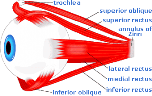 Rectus superior
