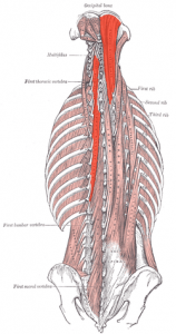 Spinalis cervicis