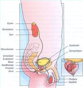 Urineblaas Urineblaas