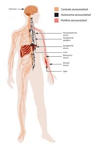 Vegetatief zenuwstelsel