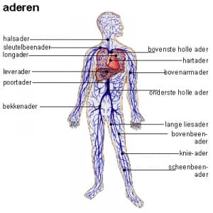 aderen