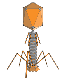 bacteriofagen