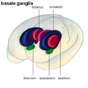 basale ganglia