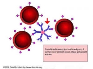 bloedgroepen