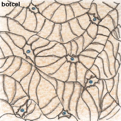 botcel botcel