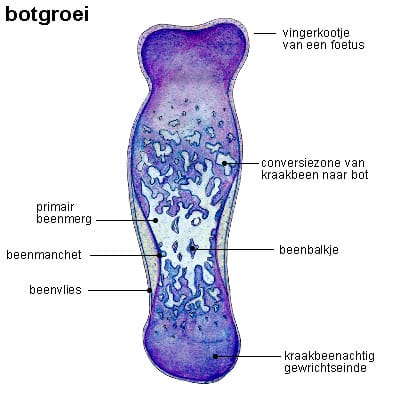 botgroei botgroei